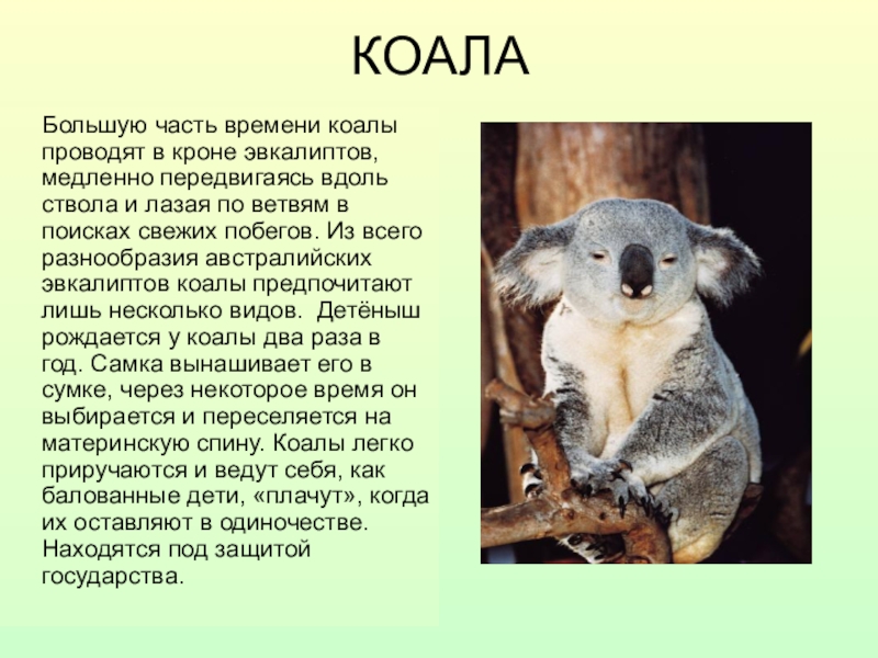 Коала кратко. Строение коалы. Презентация животные Австралии коала. Тело коалы. Животные Австралии информация.