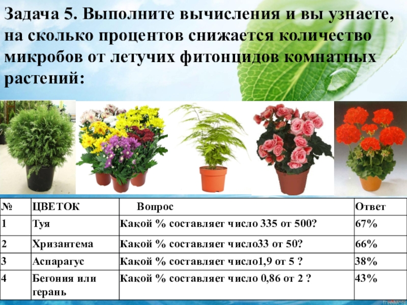 Сколько человек обеспечит кислородом. Комнатные растения таблица. Комнатные растения для кислорода в квартире. Комнатные цветы выделяющие кислород. Цветы которые вырабатывает кислород.
