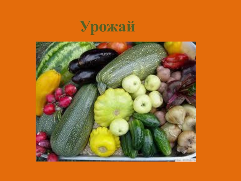 Урожай живопись. Пятый урожай. Магазин урожай мурманск. Магазин урожай рязань. Вольская 45 саратов.