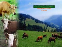 Презентация по окружающему миру на тему Животноводство