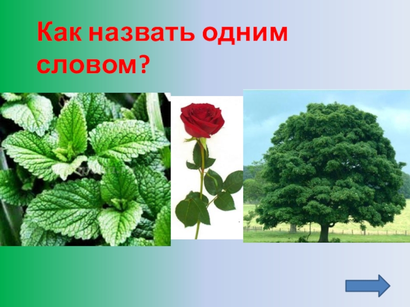 Как называется по научному. Как зовут 1 растения. Как называется 1 словом. Группа живых организмов одним словом. Как называется 1 группа природы.