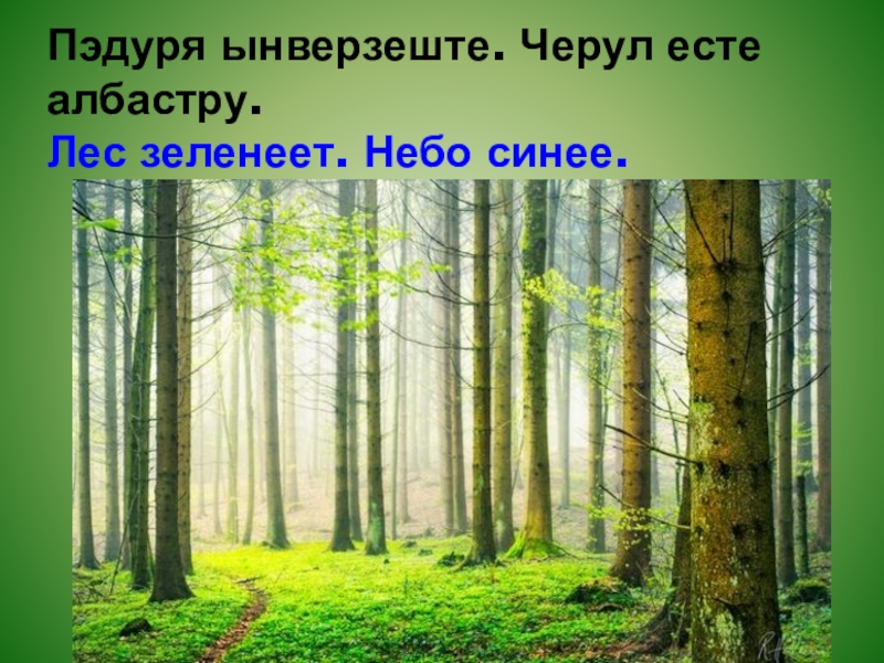 Пэдуря ынверзеште. Черул есте албастру.  Лес зеленеет. Небо синее.