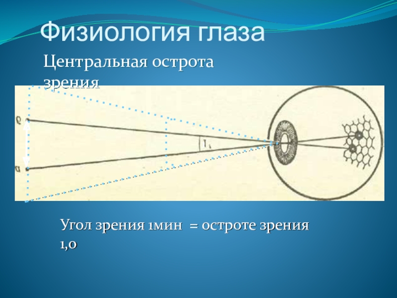 Точка зрения 1. Угол зрения. Угол зрения и острота зрения. Центральное зрение. Физиология глаза.