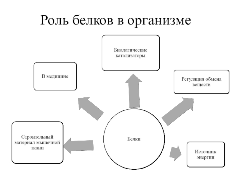 Какая белков в организме. Роль белков в организме человека. Белки роль в организме человека кратко. Какова биологическая роль белков. Роль белков в живом организме.