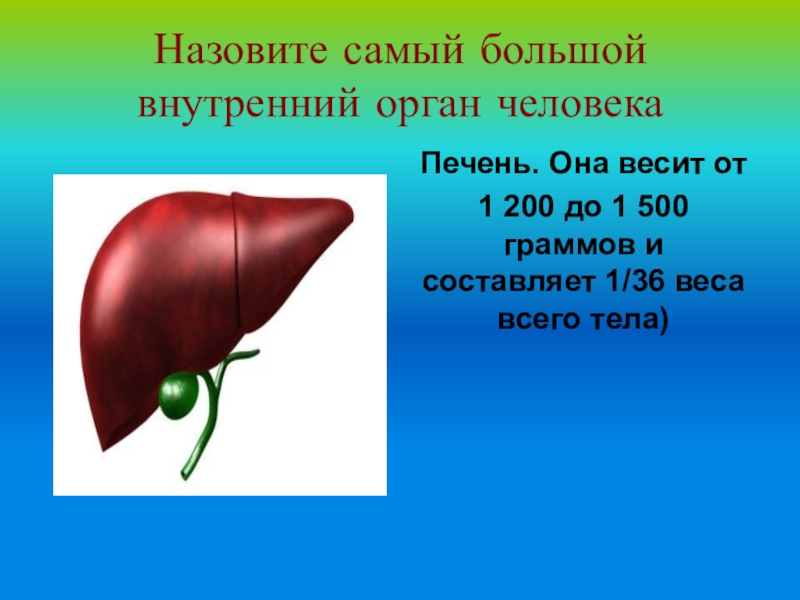 Маленький орган человека. Самый большой орган человека. Самый мелкий орган человека. СК весит печень человека.