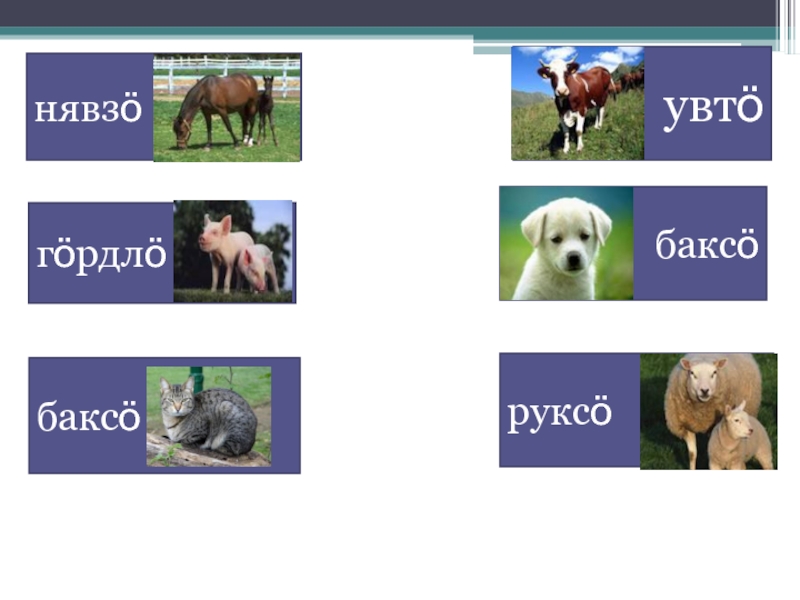 Язык животных 2 класс. Животные на Коми языке. На Коми языке животное. Домашние животные на Коми языке. Названия животных на Коми языке.