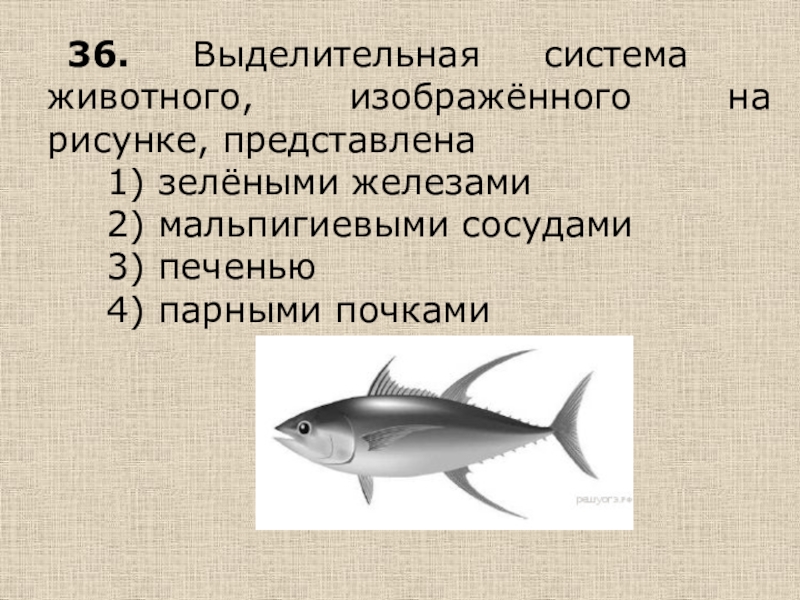 Выделительная система животного изображенного на рисунке представлена зелеными железами