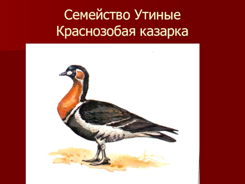 Красная книга калмыкии рисунок