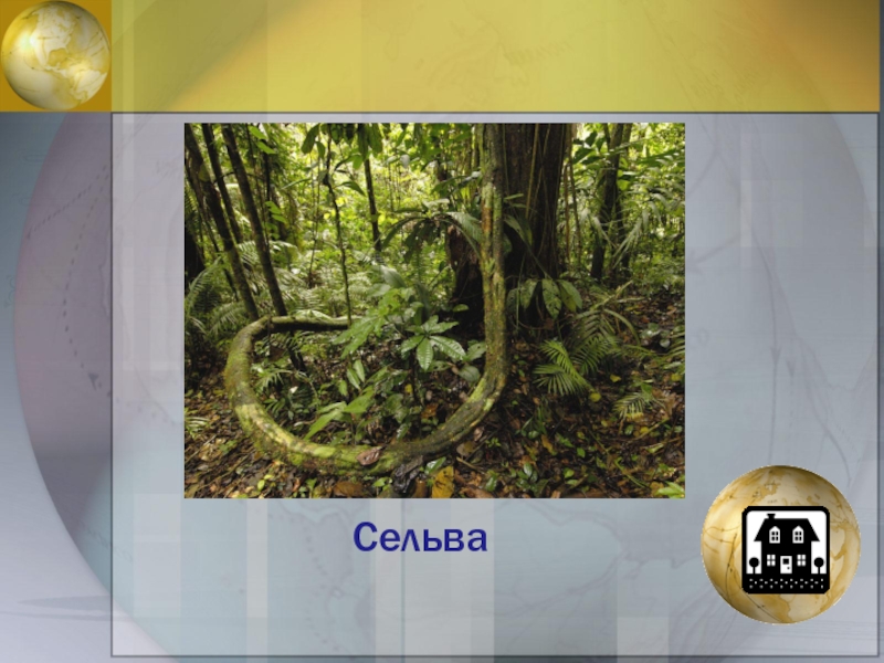 Описание сельвы. Растения сельвы Южной Америки. Сельва это в географии. Кластер Сельва. Сельва описание.