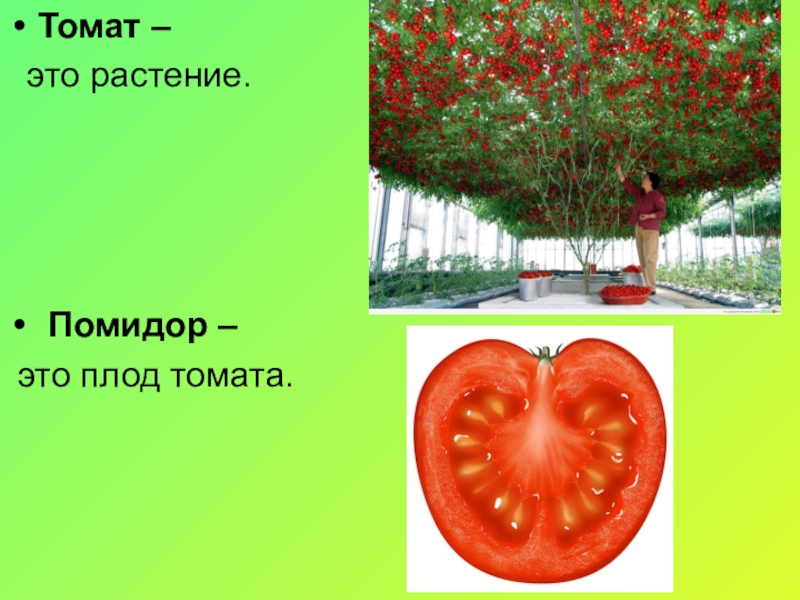 Томат это ягода или фрукт. Плод томата. Помидор растение. Томат растение. Помидор это плод томата.