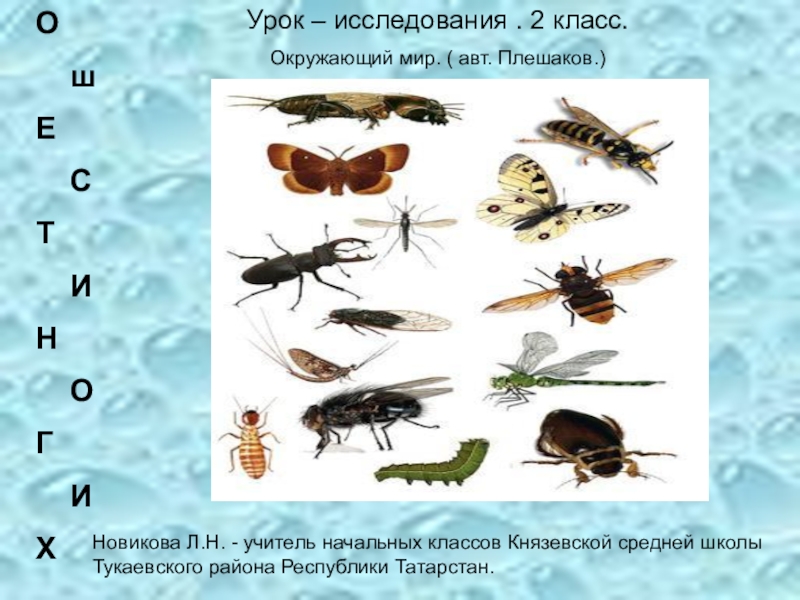 Проект про насекомых 1 класс окружающий мир