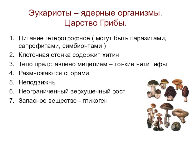 Признаки организмов царства грибы. Организмы царства грибов. Царство эукариот грибы. Грибы являются эукариотами. Царство грибов питание.