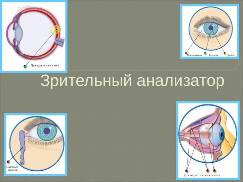 Зрительный анализатор включает в себя. Строение и функции зрительного анализатора 8 класс. Анализатор зрения строение и функции. Глазной анализатор строение и функции. Строение анализатора глаза.
