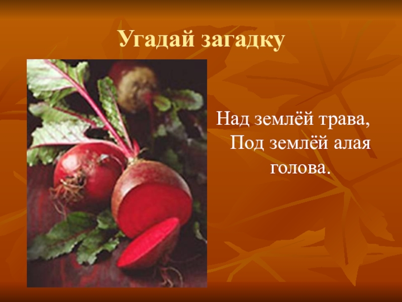 Отгадай загадку я живу под землей. Над землёй трава под землёй алая голова. Загадка над землей трава под землей алая. Над землёй трава под землёй алая голова ответ на загадку. Угадай время года загадки.