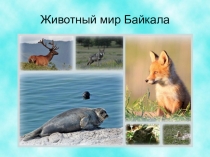 Презентация Животный мир Байкала