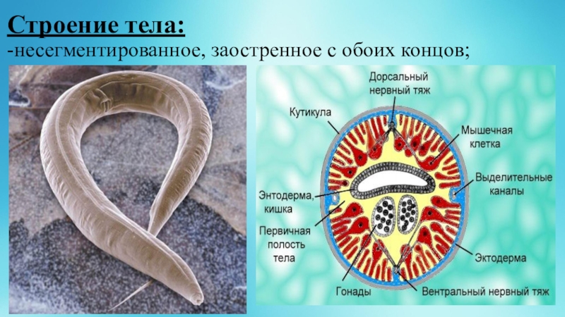 Мягкое несегментированное тело. Сегментированное строение тела. Круглые черви 7 класс биология. Форма тела круглых червей.