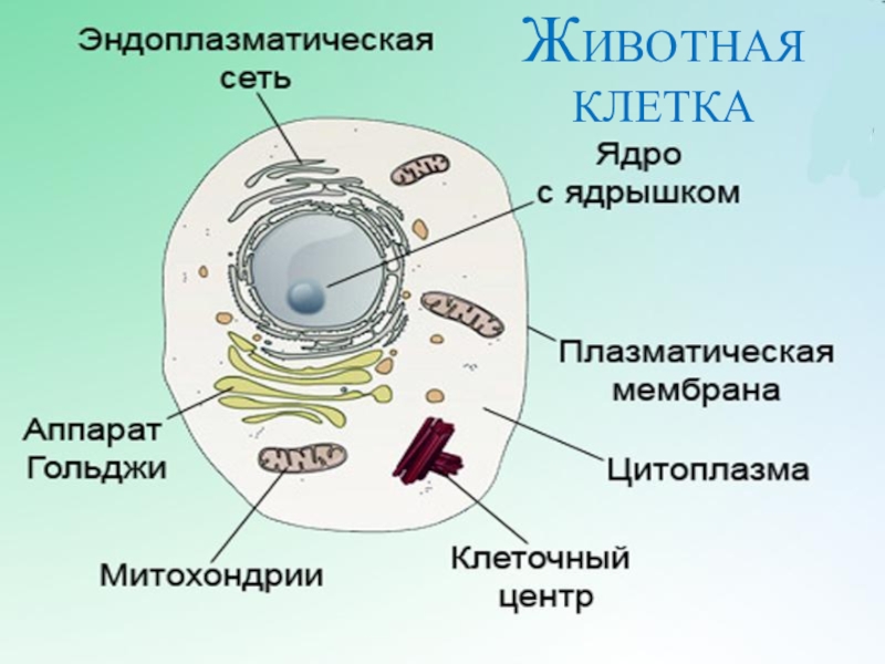 Животная клетка рисунок с подписями 5 класс