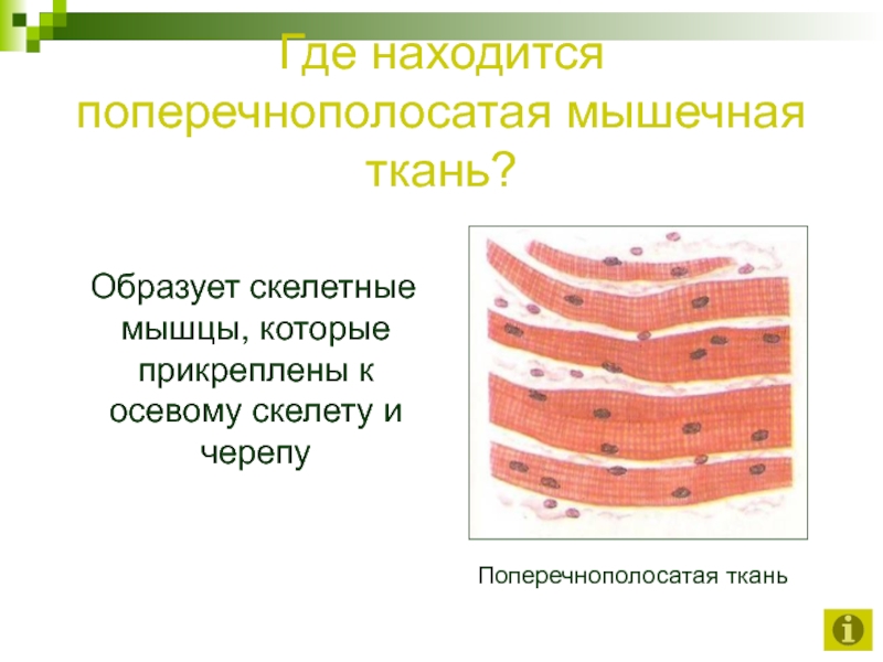 Ткань образующая скелетные. Поперечнополосатая мышечная ткань. Поперечнополосатая Скелетная мышечная ткань расположение. Поперечно-полосатая мышечная ткань где находится. Поперечнополосатая Скелетная мышечная ткань образует.