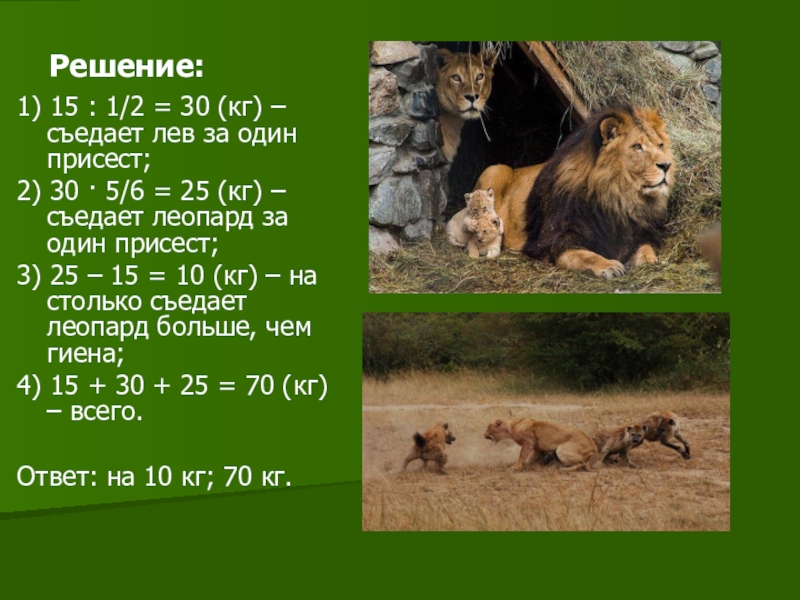 Правильный ответ лев. Сколько съедает Лев в день. Сколько кг мяса съедает Лев в день. Лев сколько килограмм. Сколько леопард съедает в день.