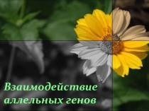 Презентация по биологии на тему Взаимодействие аллельных генов ( 9 класс)