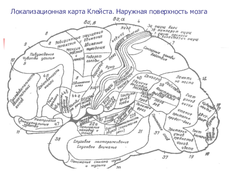 Немая карта мозга