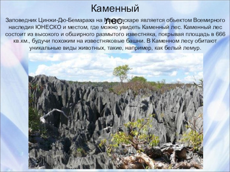 Чудеса природы карта. Чудеса природы каменный лес в Китае. Мадагаскар каменный лес на карте. Каменный лес Цинжи-дю-Бемараха. Каменный лес информация для доклада Хакасии.