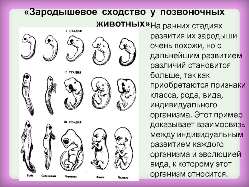 «Зародышевое сходство у позвоночных животных».На ранних стадиях развития их зародыши очень похожи, но с дальнейшим развитием различий