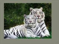 Презентация по окружающему миру на тему Тигры.