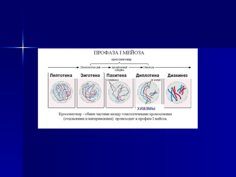 Профаза мейоза рисунок. Фазы профазы 1 мейоза. Первое деление мейоза профаза 1. Мейоз лептотена зиготена пахитена диплотена диакинез. Этапы профазы 1 мейоза.