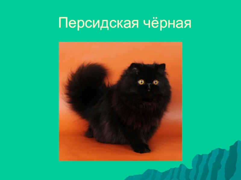 Кошки 1 класс породы презентация