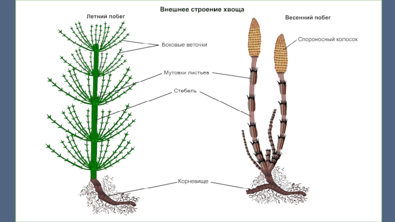 Строение плауна рисунок