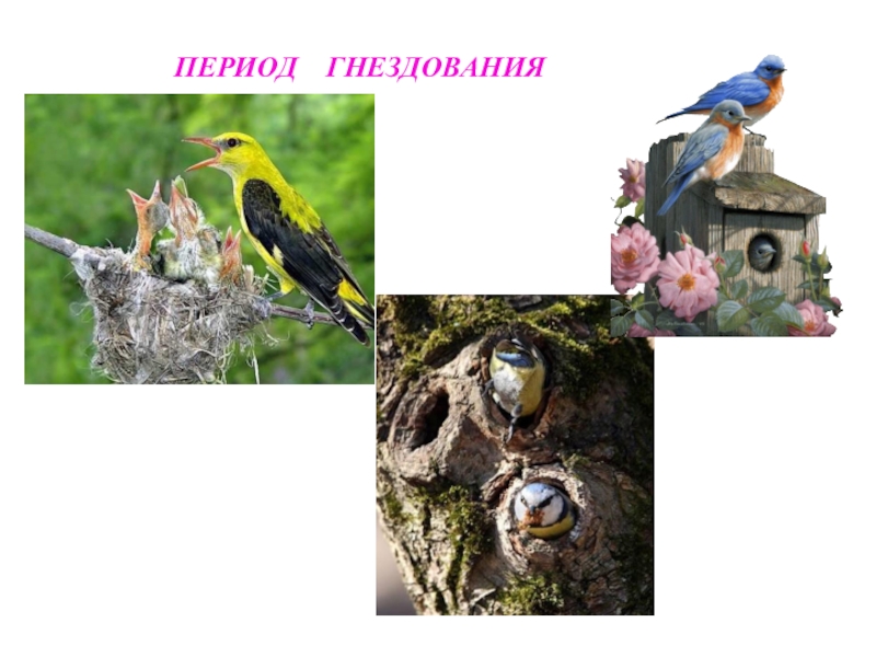 Типы гнездования птиц. Гнездование птиц. Период гнездования. Презентация гнездование птиц. Размножение и развитие птиц 7 класс презентация.