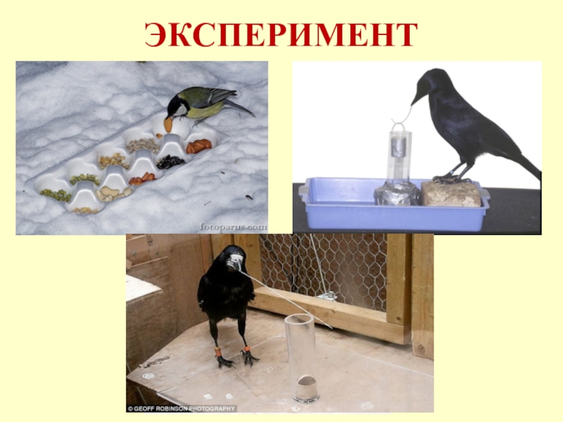 Изучение природы эксперимент