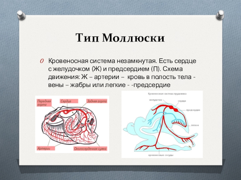 Проект эволюция кровеносной системы