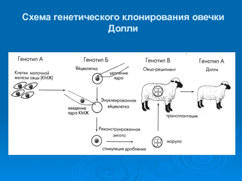 Презентация по клонированию