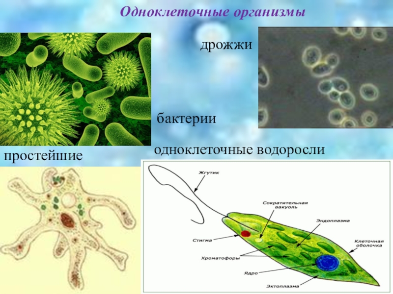 Почему бактерии вирусы одноклеточные водоросли. Простейшие одноклеточные микроорганизмы. Одноклеточные организмы бактерии водоросли. Бактерии простейшие одноклеточные организмы. Клетка одноклеточного организма.