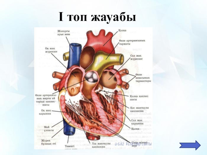 Жүрек құрылысы презентация