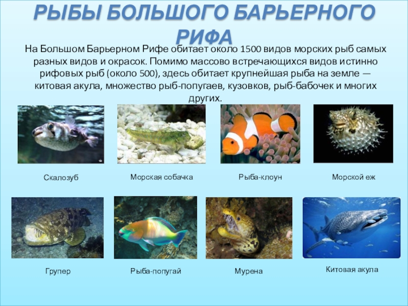Морские рыбы фото с названиями для детей