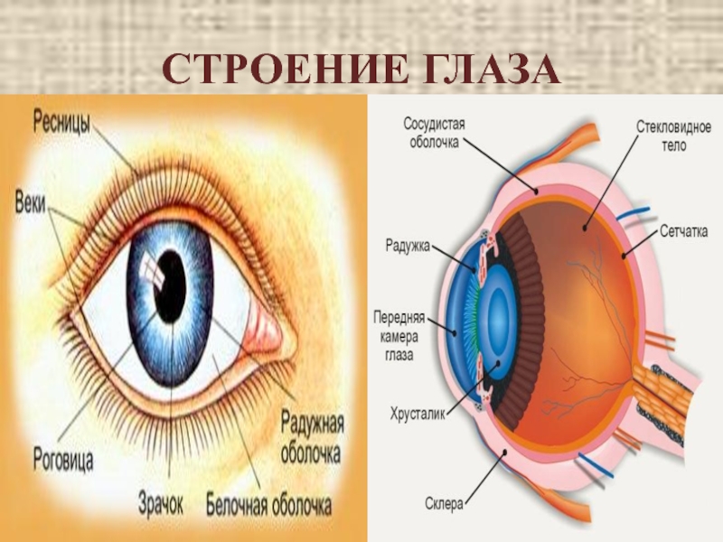 Глаз в разрезе схема