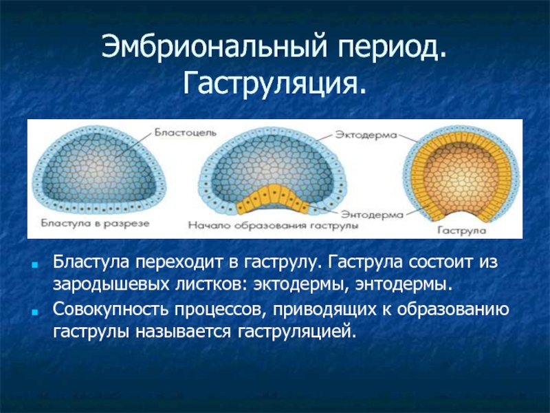 Опишите эмбриональный период. Гаструляция эмбриогенеза. Бластула гаструла. Онтогенез гаструляция. Эмбриональный период гаструляция.