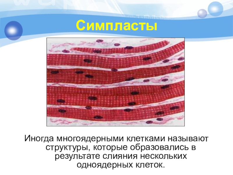 Ячейкой называется. Мышечное волокно Симпласт гистология. Симпласт строение гистология. Симпласт многоядерная структура. Клеточные симпласты.