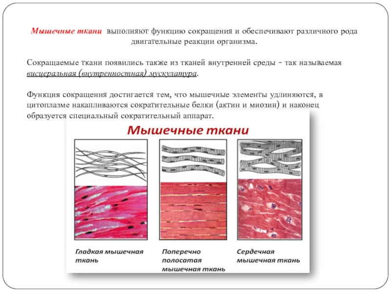 Сокращение ткани