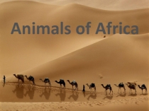 Презентация по английскому языку на тему Животные Африки (“Animals of Africa”)