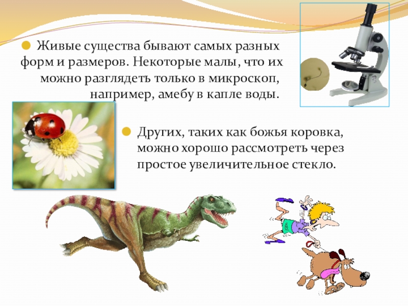 описание живых существ. описание живых существ. вода в живых организмах растениях. описание живых существ. описание живых существ.