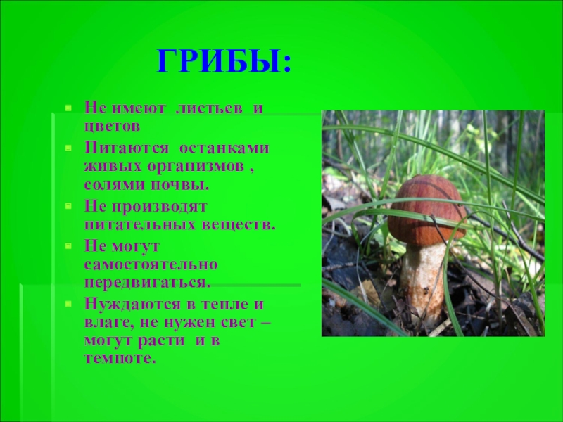 Грибы и растения живые организмы. Грибы не имеют. Грибы имеют. Грибы питающиеся живыми организмами. Грибы это Живая природа.