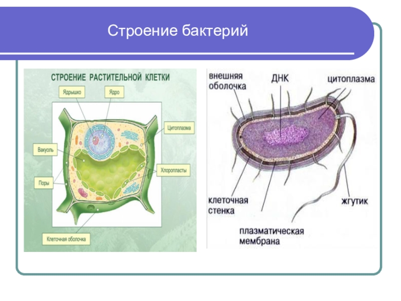 Строение бактерии 6 класс рисунок