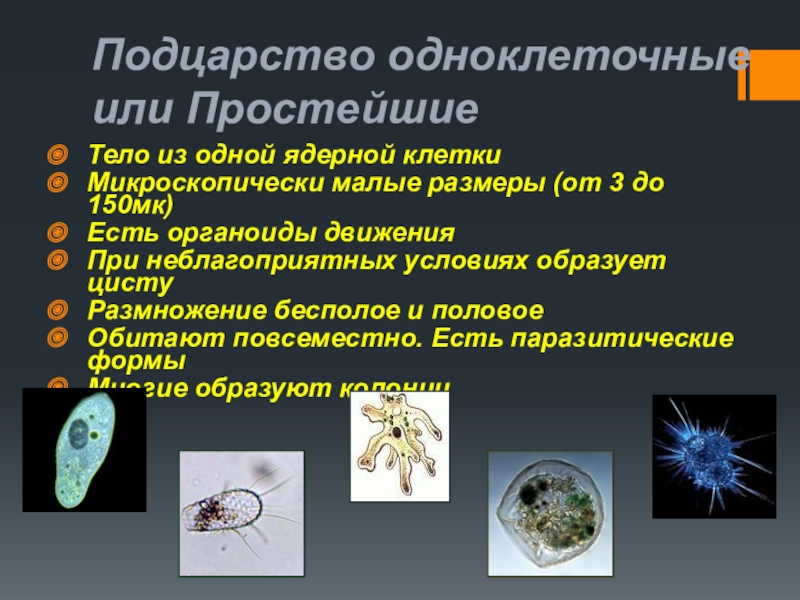 Докажите что план строения тела одноклеточных соответствует общим чертам организации ядерных клеток