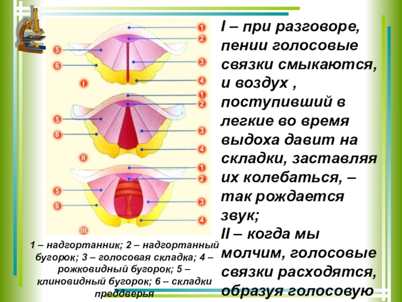 Не смыкаются связки. Голосовые связки при пении. Голосовые связки при разговоре. Положение голосовых связок при пении. Как работают голосовые связки при пении.