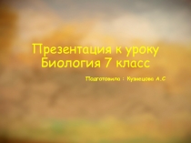 Презентация к уроку Тип Кольчатые черви. Класс Многощетинковые.