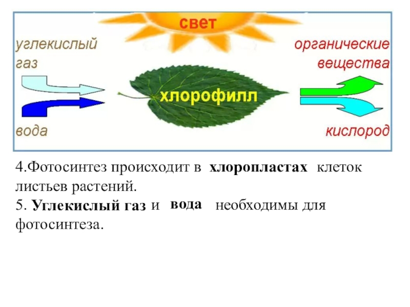 Содержит хлорофилл являются автотрофами. Что происходит с углекислым газом при фотосинтезе. Схема фотосинтеза и дыхания растений. Взаимосвязь фотосинтеза и дыхания схема. Тема по биологии 5 класс автотрофы фотосинтез.